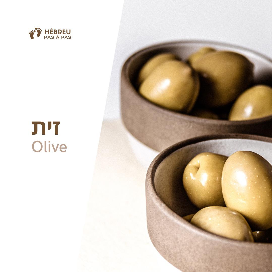Fiche de vocabulaire : זית, olive en hébreu